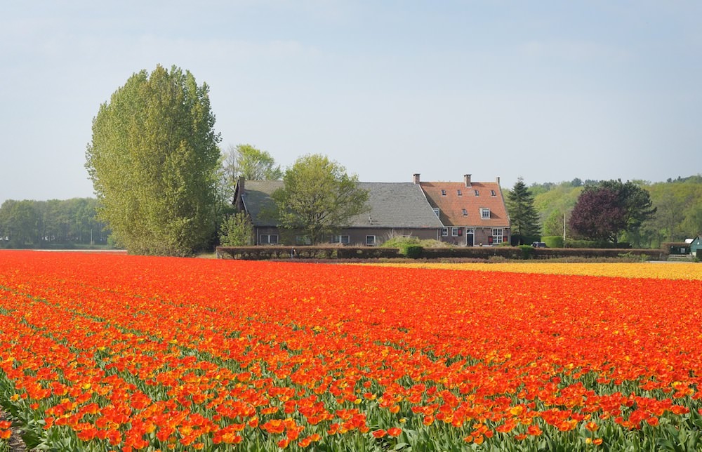 viaggio-in-olanda-foto-roberto-sibilano-38