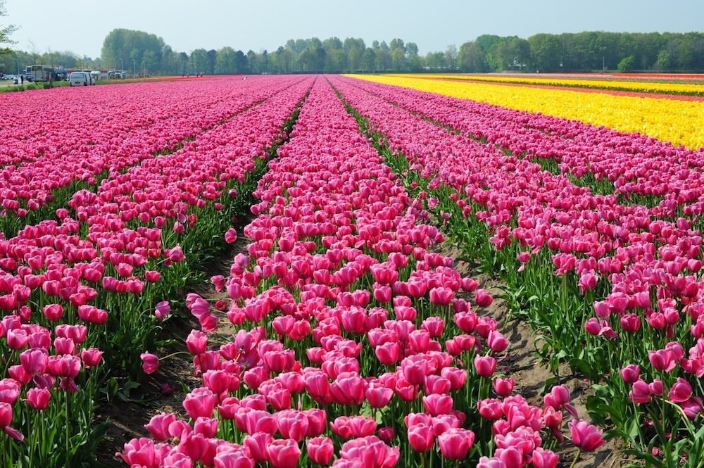 viaggio-in-olanda-foto-roberto-sibilano-41