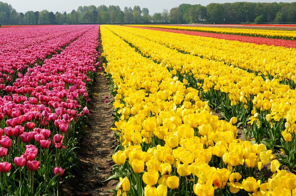 viaggio-in-olanda-foto-roberto-sibilano-43