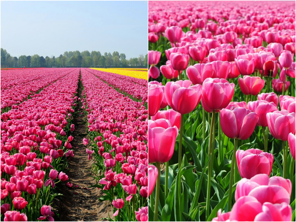 viaggio-in-olanda-foto-roberto-sibilano-44